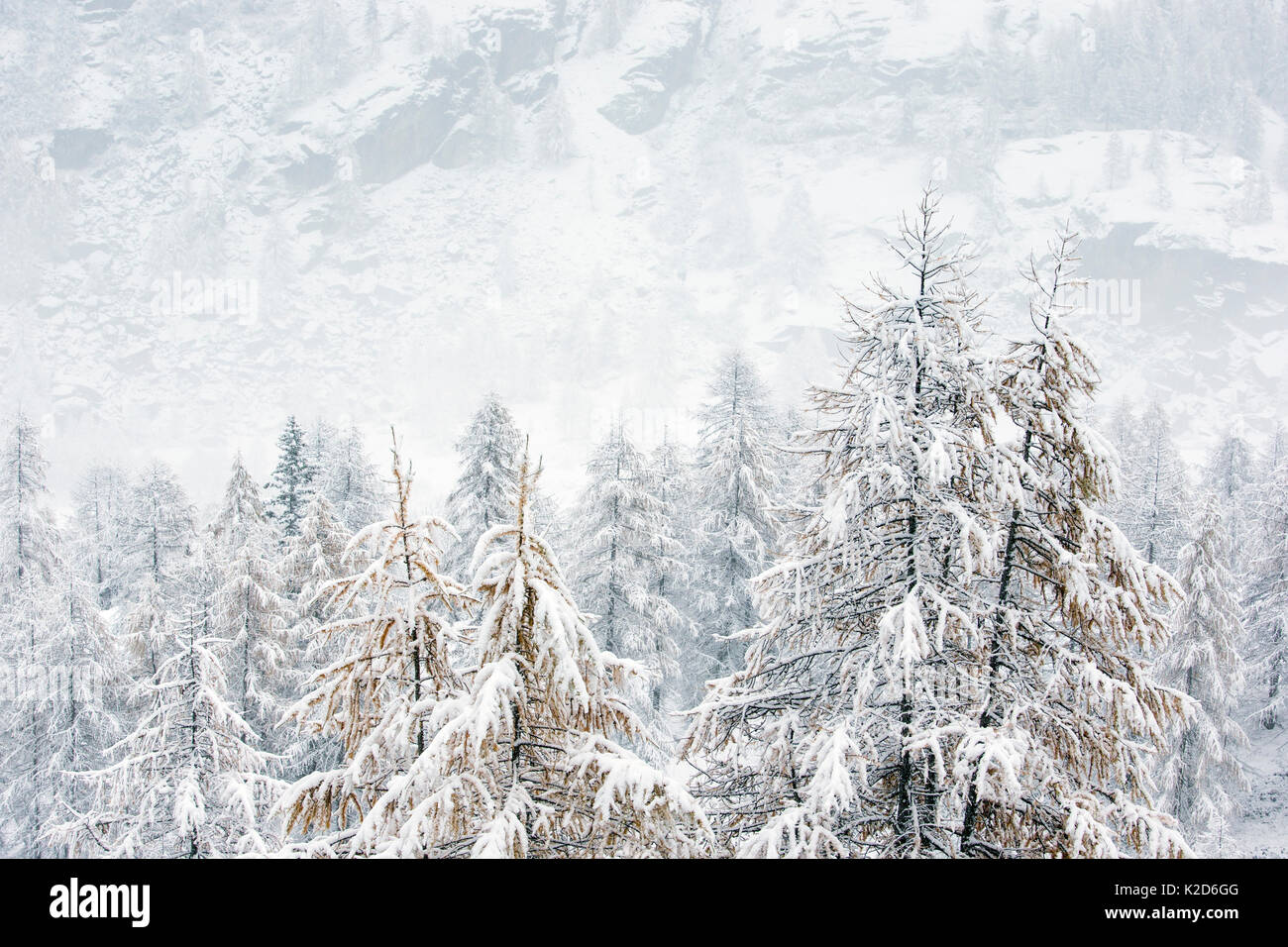 Wald auf dem Berg Seiten im Schnee an einem nebligen Tag abgedeckt. Nationalpark Gran Paradiso, Italien, November. Stockfoto