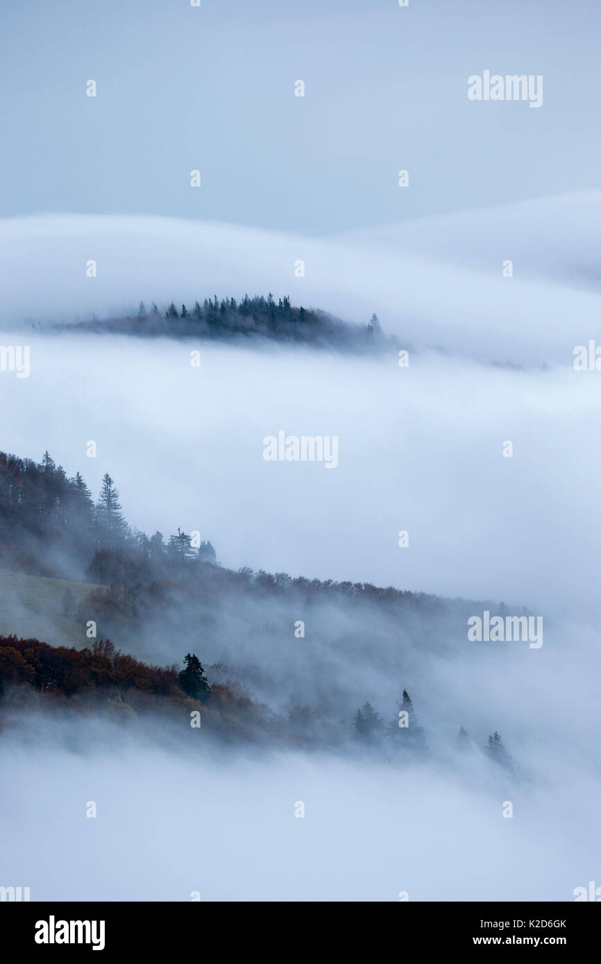 Pinien in nebligen Landschaft, im Regionalen Naturpark Ballons des Vosges Park, Vogesen, Frankreich, Oktober 2014. Stockfoto