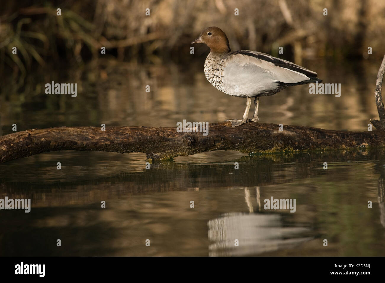 Holz Ente stehend auf Anmelden, Murray River in Australien. Stockfoto