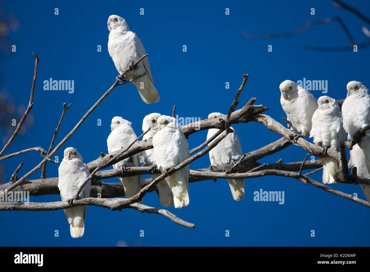 Eine Herde von Little Corella das Dösen in einem toten Baum, während ein Vogel bleibt wachsam. Diese Vögel Herde zusammen in großen Zahlen, nahrungssuche am Boden Stockfoto