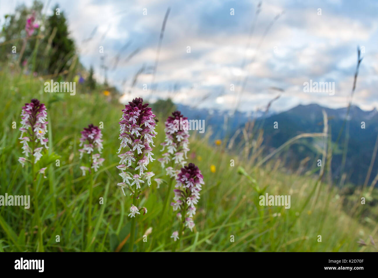 Brennen / gebrannt - Tipp Orchid (Orchis ustulata) Blütezeit im alten Almwiese. Nordtirol, Österreichischen Alpen. Juni. Stockfoto
