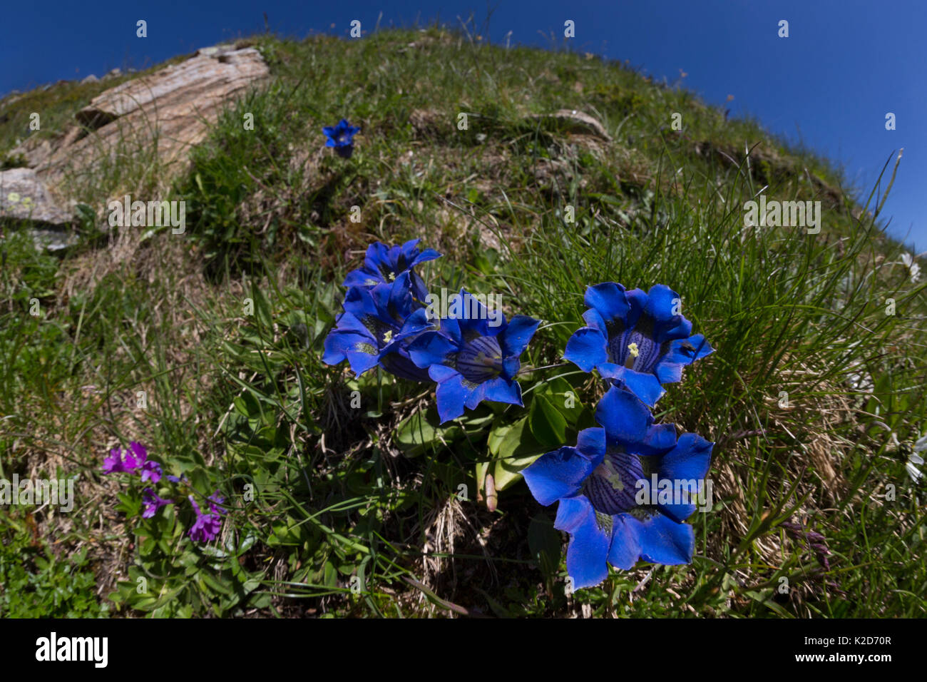 Trompete/Stemless Enzian (Gentiana acaulis) Nordtirol, Österreichischen Alpen. Juni. Stockfoto