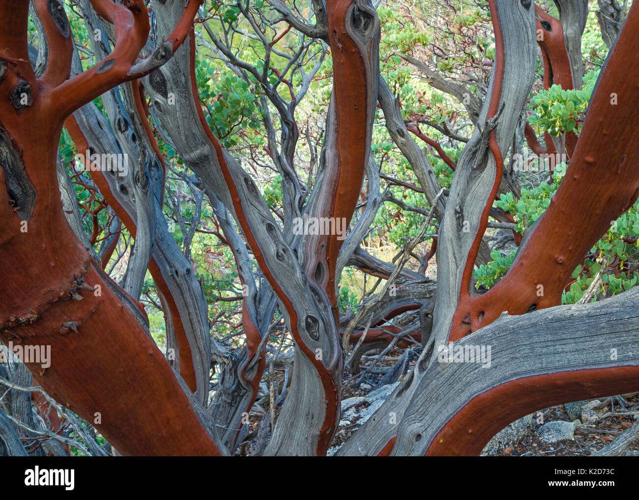 Manzanita (Arctostaphylos Hastata) Rinde detail, San Gabriel Mountains, Kalifornien, USA, Februar Stockfoto