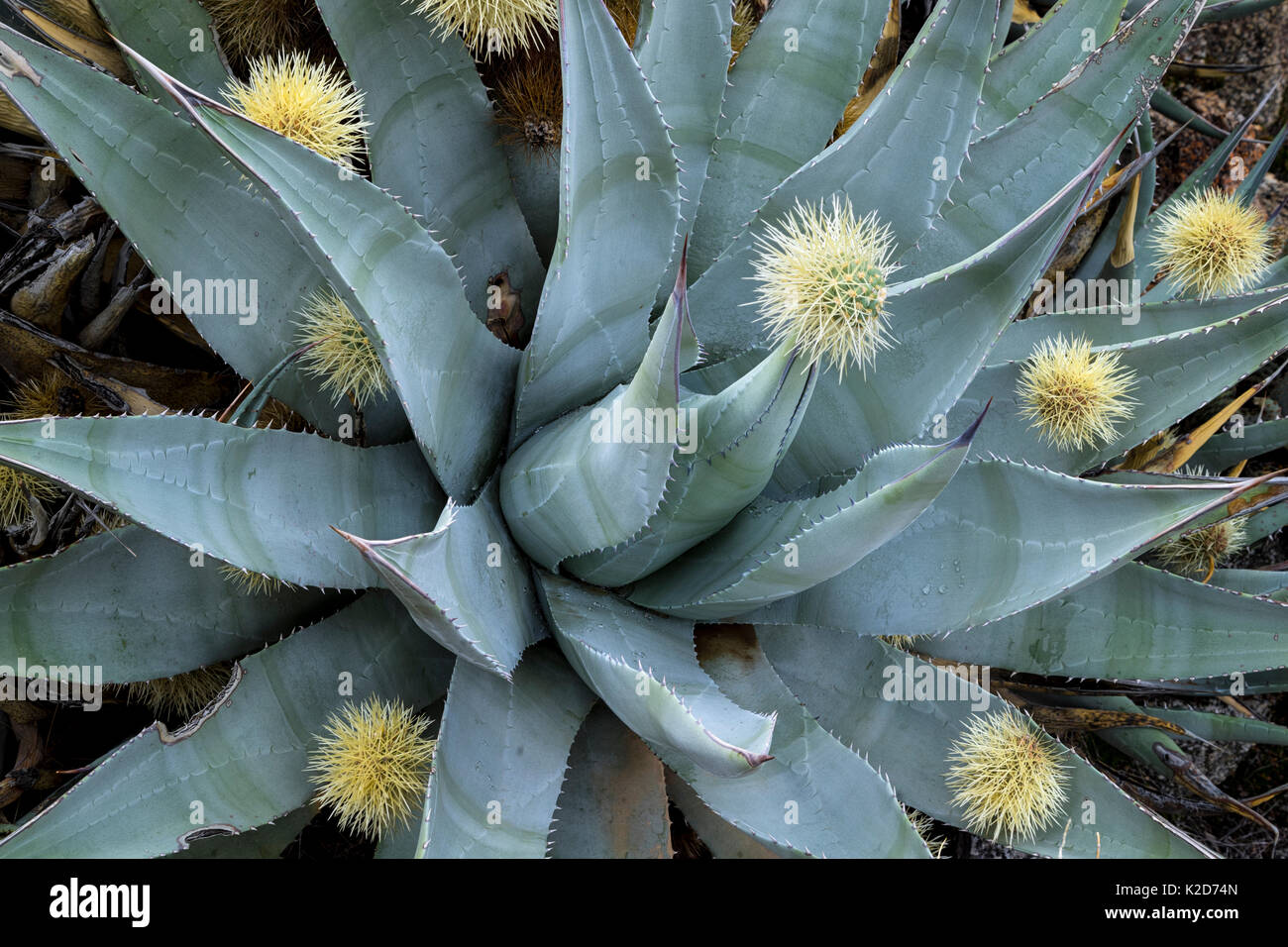 Wüste Agave (Agave deserti) hat aufgespießt eine Kugel von Stacheln Schuppen durch benachbarte Cholla Cactus (Cylindropuntia Bigelovii) Anza-Borrego State Park, Kalifornien, USA März Stockfoto