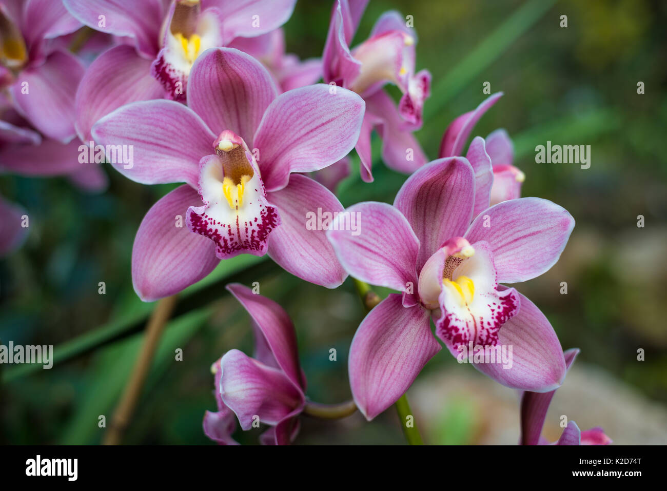 Orchideen in Kew Royal Botanic Gardens in London, Vereinigtes Königreich Stockfoto