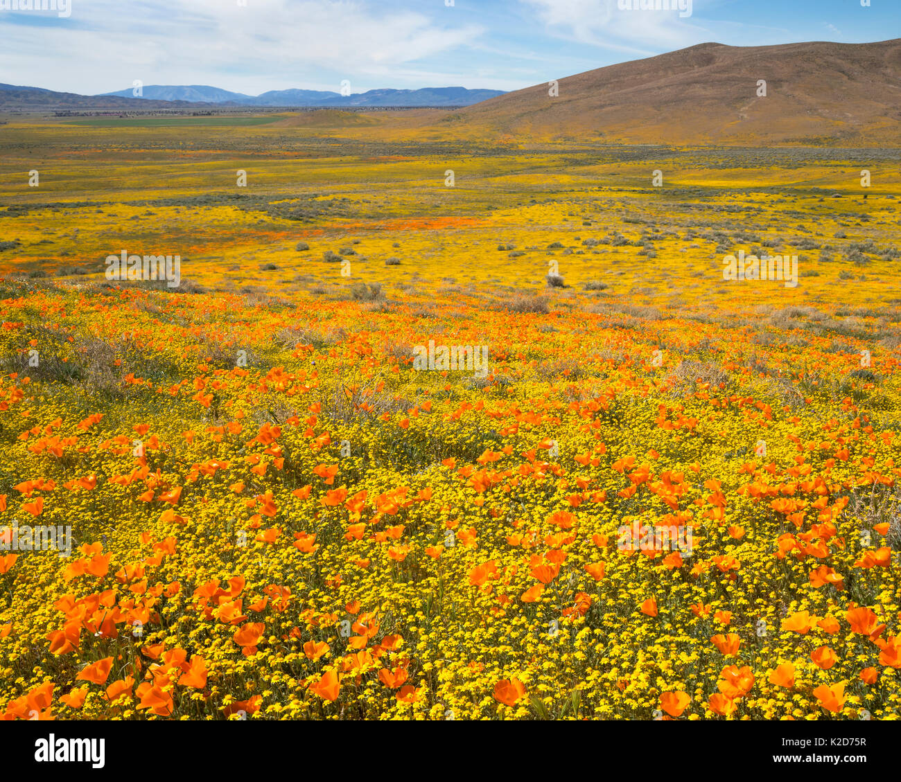 Kalifornien Mohn (Eschscholzia californica) und Kalifornien Goldfields (Lasthenia californica) erstrecken sich so weit das Auge sehen kann, Antelope Valley Poppy Preserve, Kalifornien, USA Stockfoto