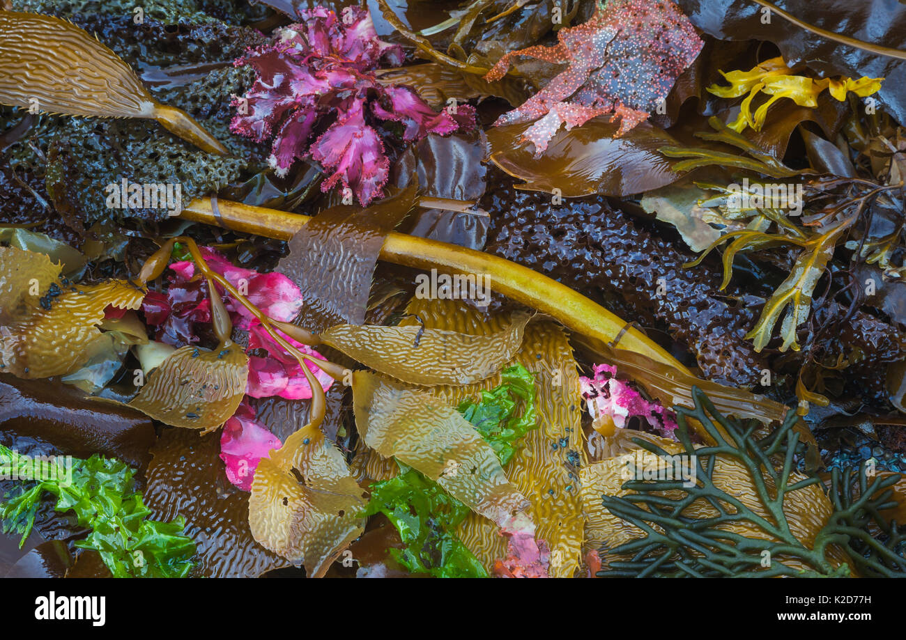Verschiedene Algen entlang der Küste, Southeast Alaska, USA Juli Stockfoto