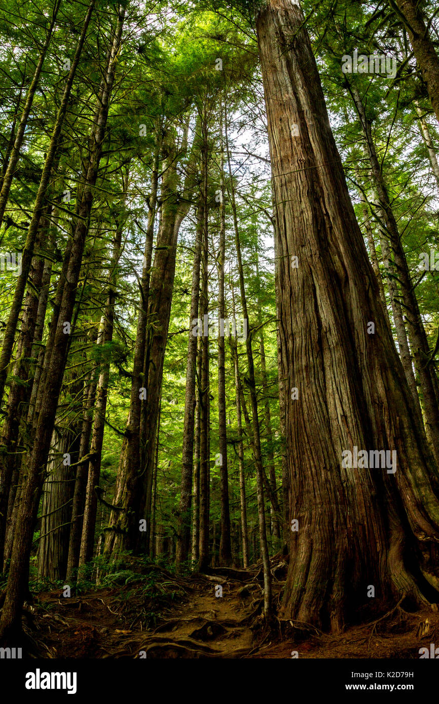 Alte Bäume in der Avatar Grove Wald in der Nähe von Port Renfrew auf Vancouver Island, British Columbia, Kanada. Stockfoto