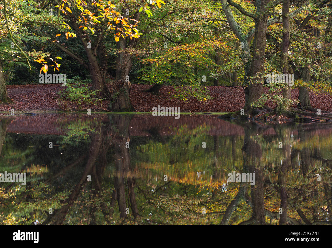 Englisch Eiche (Quercus robur) und Kupfer Buche (Fagus purpurea) in Wasser im Herbst reflektiert, Sandy Heath Hampstead Heath, London, England, UK. November. Stockfoto