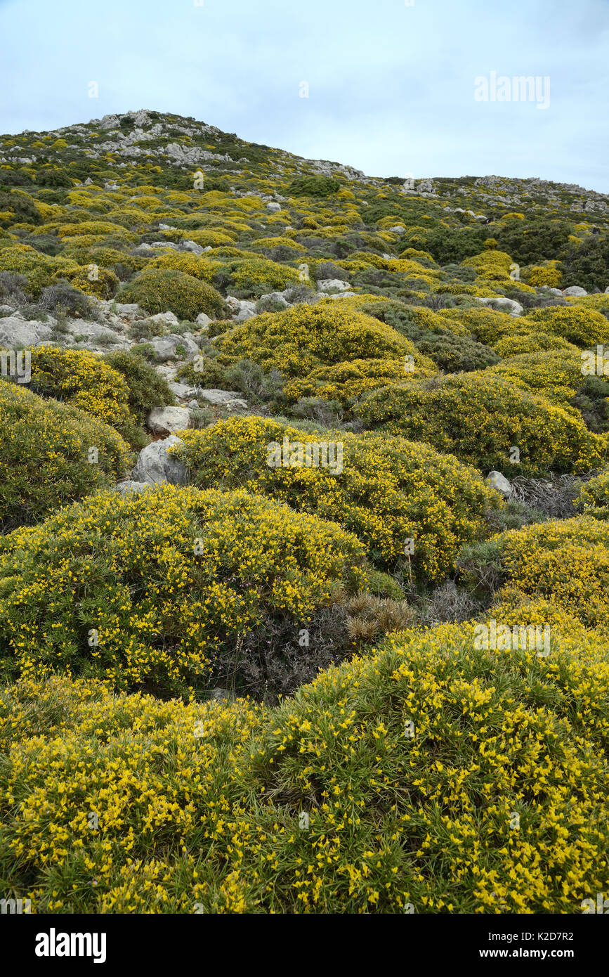Montane phrygana/garrigue Buschland von Klumpen von niedrig wachsenden Ginster (Genista acanthoclada) in voller Blüte, Ziros, Lasithi, Kreta, Griechenland, Mai 2013 dominiert. Stockfoto