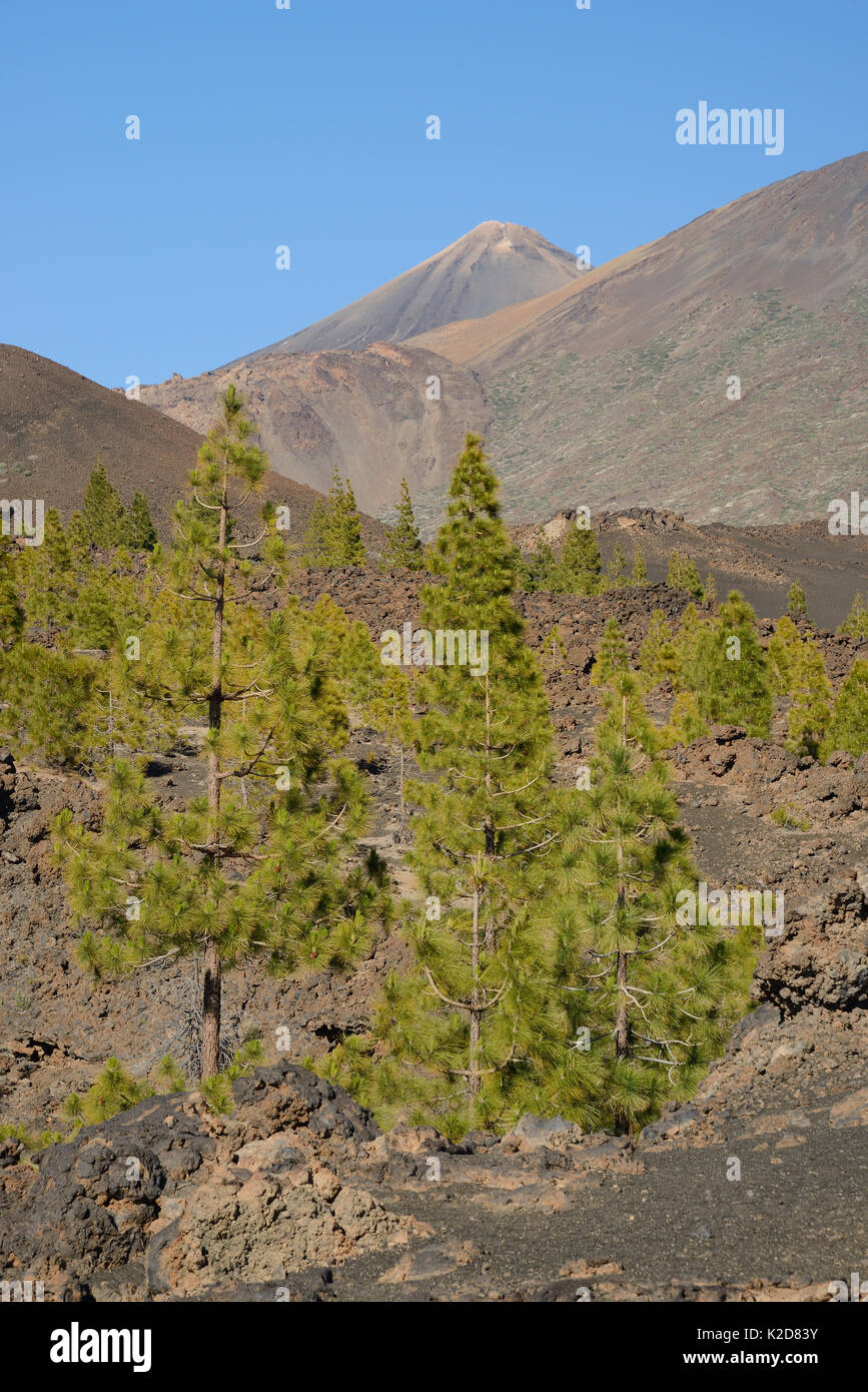 Kanarische Kiefern (Pinus canariensis), endemisch auf die Kanarischen Inseln, zwischen den alten vulkanischen Lavaströme unterhalb den Berg Teide, Teide Nationalpark, Teneriffa, Kanarische Inseln, Mai. Stockfoto