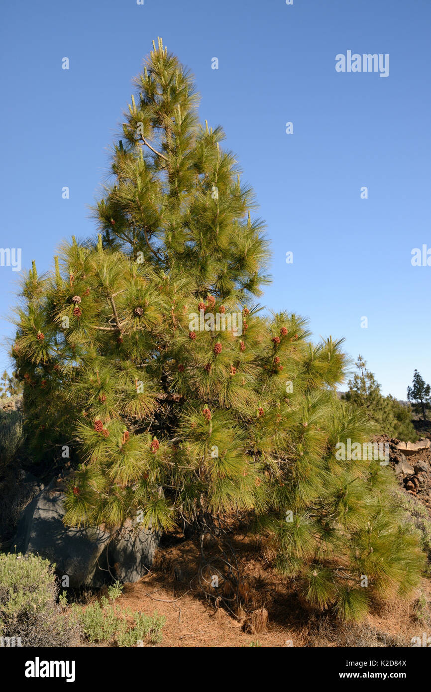 Kanarische Kiefern (Pinus canariensis), endemisch auf den Kanarischen Inseln, den Anbau und die Herstellung von vielen männlichen Kegel unter den alten vulkanischen Lavaströme unterhalb den Berg Teide, Teide Nationalpark, Teneriffa, Kanarische Inseln, Mai. Stockfoto