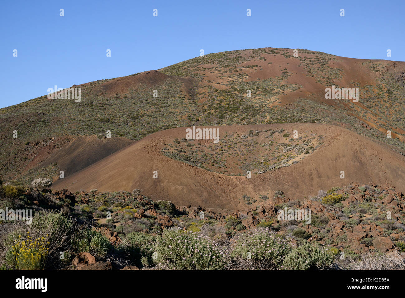 Verwitterte Schlackenkegel Vulkan, mit dem Krater besiedelt von endemischen Vegetation einschließlich Teide Broom (Spartocytisus supranubius Weiß), mit äußeren Flanken lockere Bimsstein Einlagen noch begrünt werden, Las Canadas Caldera, Nationalpark Teide, Teneriffa, Mai. Stockfoto