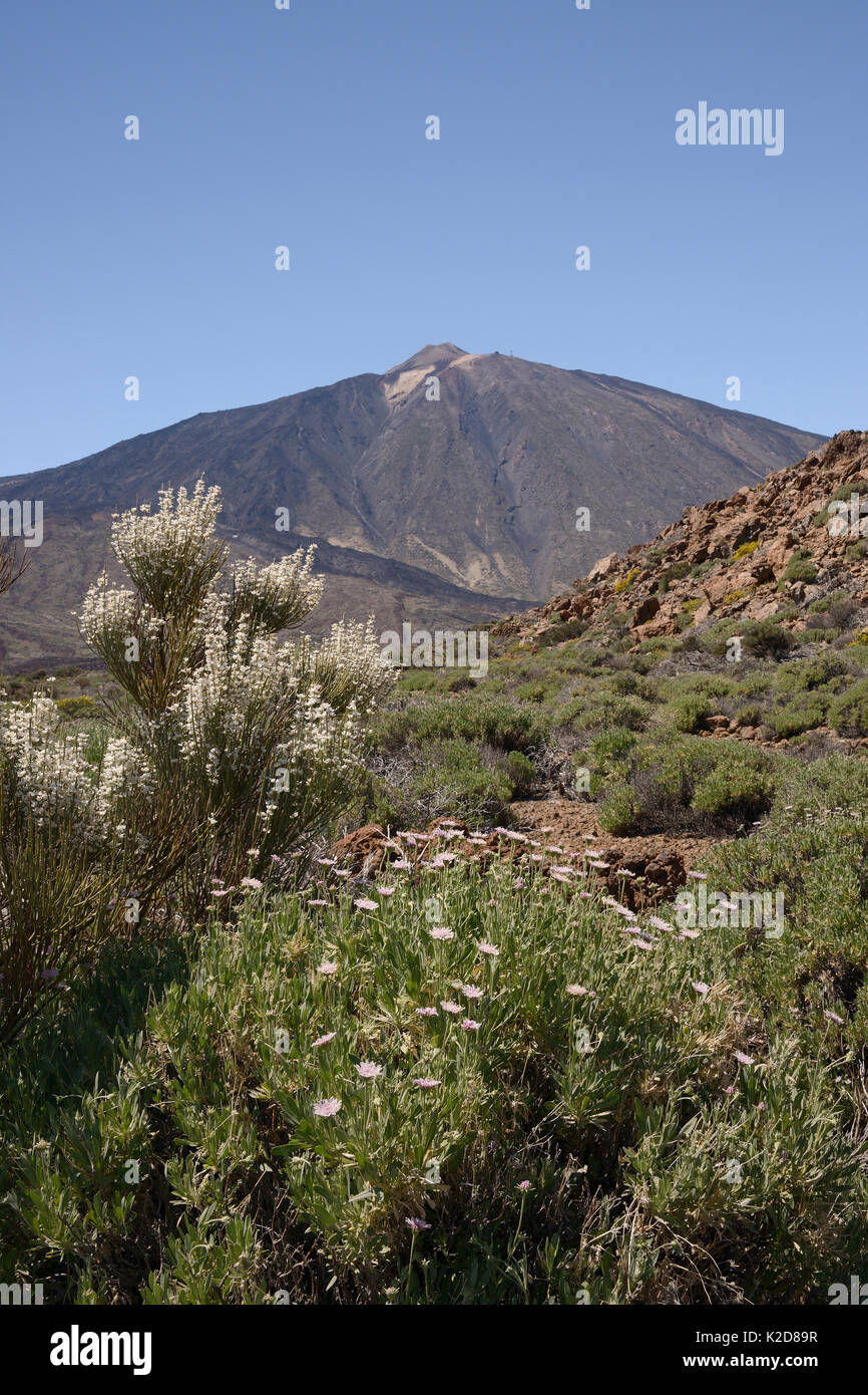 Strauchigen scabious (Pterocephalus lasiospermus) und Teide Broom (Spartocytisus supranubius Weiße) Blüte an den Hängen des Mount Teide Nationalpark Teide, Teneriffa, Mai. Stockfoto