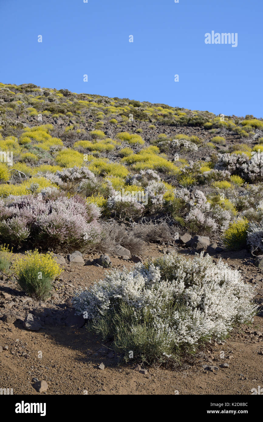Teide Stroh (Descourainia bourgaeana) und Teide Broom (Spartocytisus supranubius Weiß), die endemisch auf Teneriffa, blühen auf bimsstein übersäten Hang, Nationalpark Teide, Teneriffa, Mai. Stockfoto