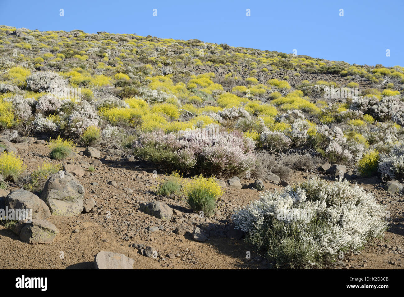 Teide Stroh (Descourainia bourgaeana) und Teide Broom (Spartocytisus supranubius Weiß), die endemisch auf Teneriffa, blühen auf bimsstein übersäten Hang, Nationalpark Teide, Teneriffa, Mai. Stockfoto