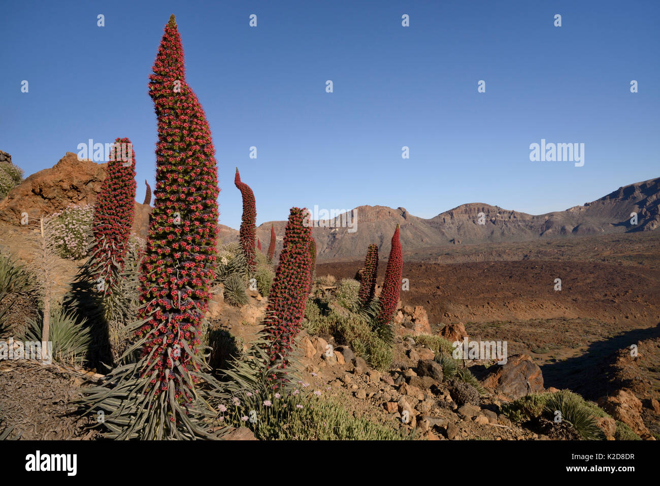 Drei Meter hohen Teide bugloss (Echium wildpretii) Blühende spike am Berghang mit Blick auf die Las Canadas Caldera, Nationalpark Teide, Teneriffa, Kanarische Inseln, Mai. Stockfoto