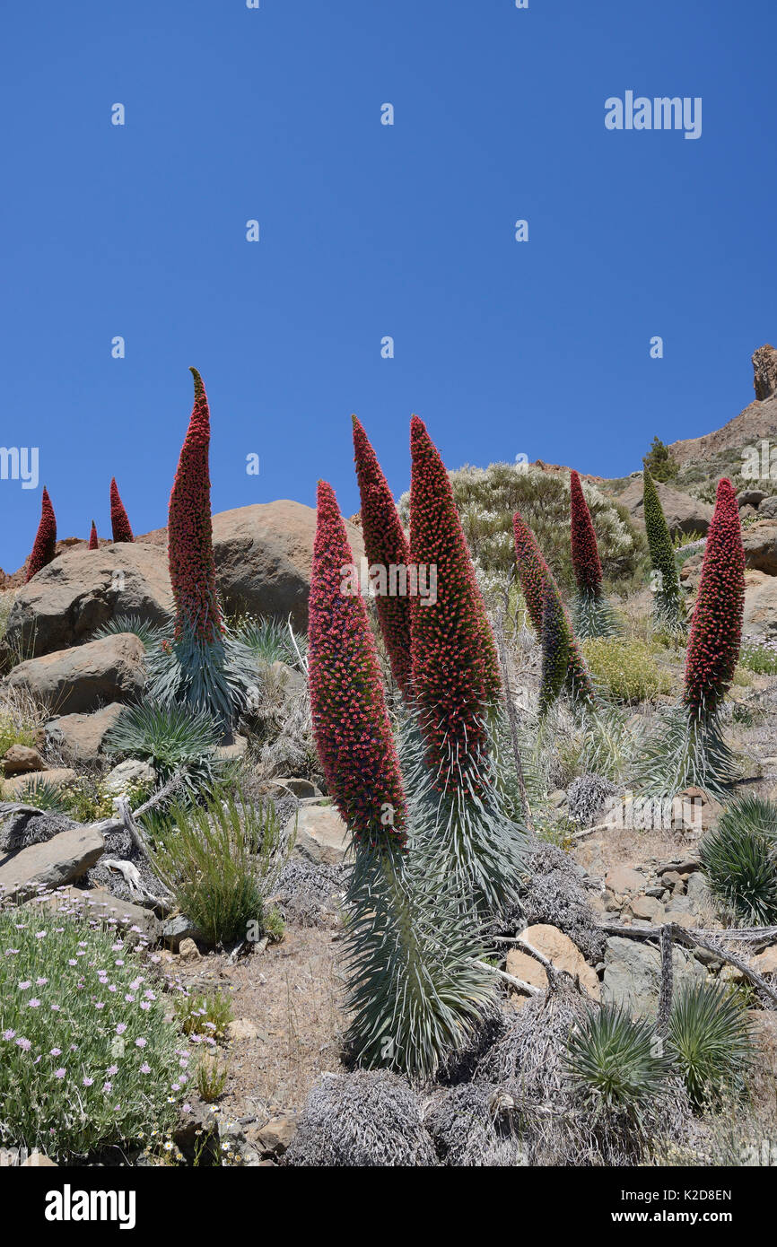 Masse des Teide bugloss/Turm von Juwelen/Rote Tajinaste (Echium wildpretii) Blühende Spikes in der Las Canadas Caldera, Nationalpark Teide, Teneriffa, Mai. Stockfoto