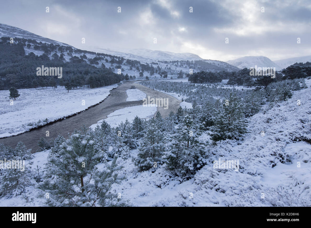 Winterlandschaft mit regenerierenden Scots Kiefern (Pinus sylvestris) Wald, Fluss Feshie Aue, Glenfeshie, Schottland, Großbritannien. Januar 2015. Stockfoto