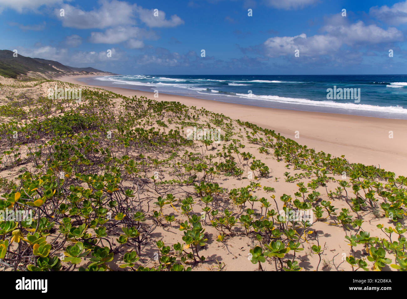 Thonga Beach, Maputuland, KwaZulu-Natal, Küste des Indischen Ozeans, Januar 2016. Stockfoto