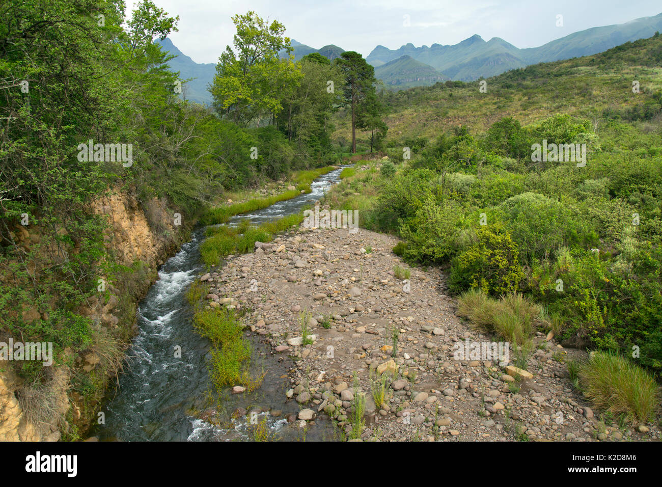 Stream läuft in der Nähe von Cathedral Peak, Drakensberg, Kwazulu Natal, Südafrika, Januar 2016. Stockfoto
