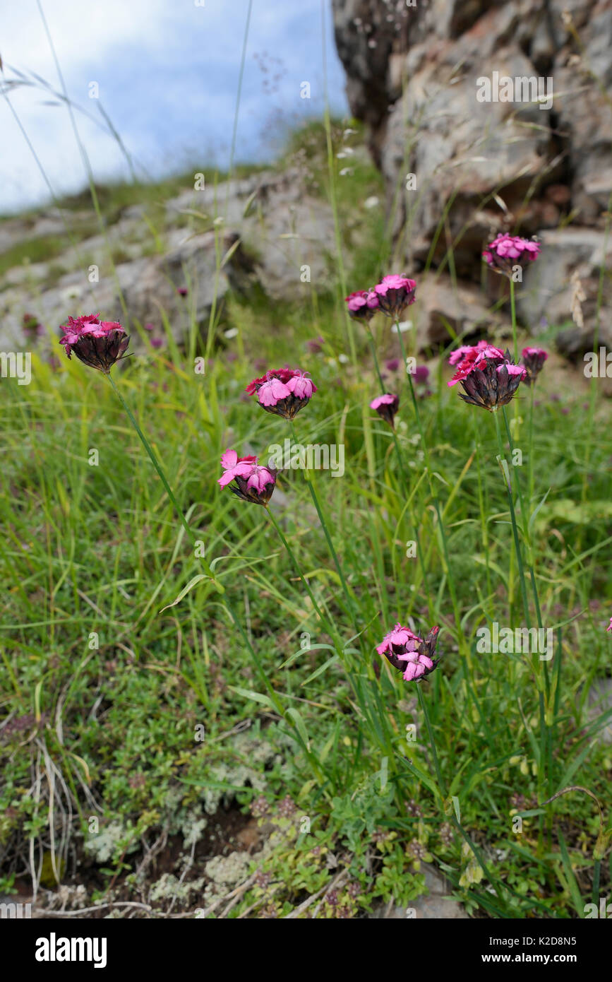 Kartäuser Rosa/Cluster-headed Rosa (Dianthus carthusianorum) Blühende unter Kalksteinfelsen auf dem Berg Maglic, Nationalpark Sutjeska, Bosnien und Herzegowina, Juli. Stockfoto