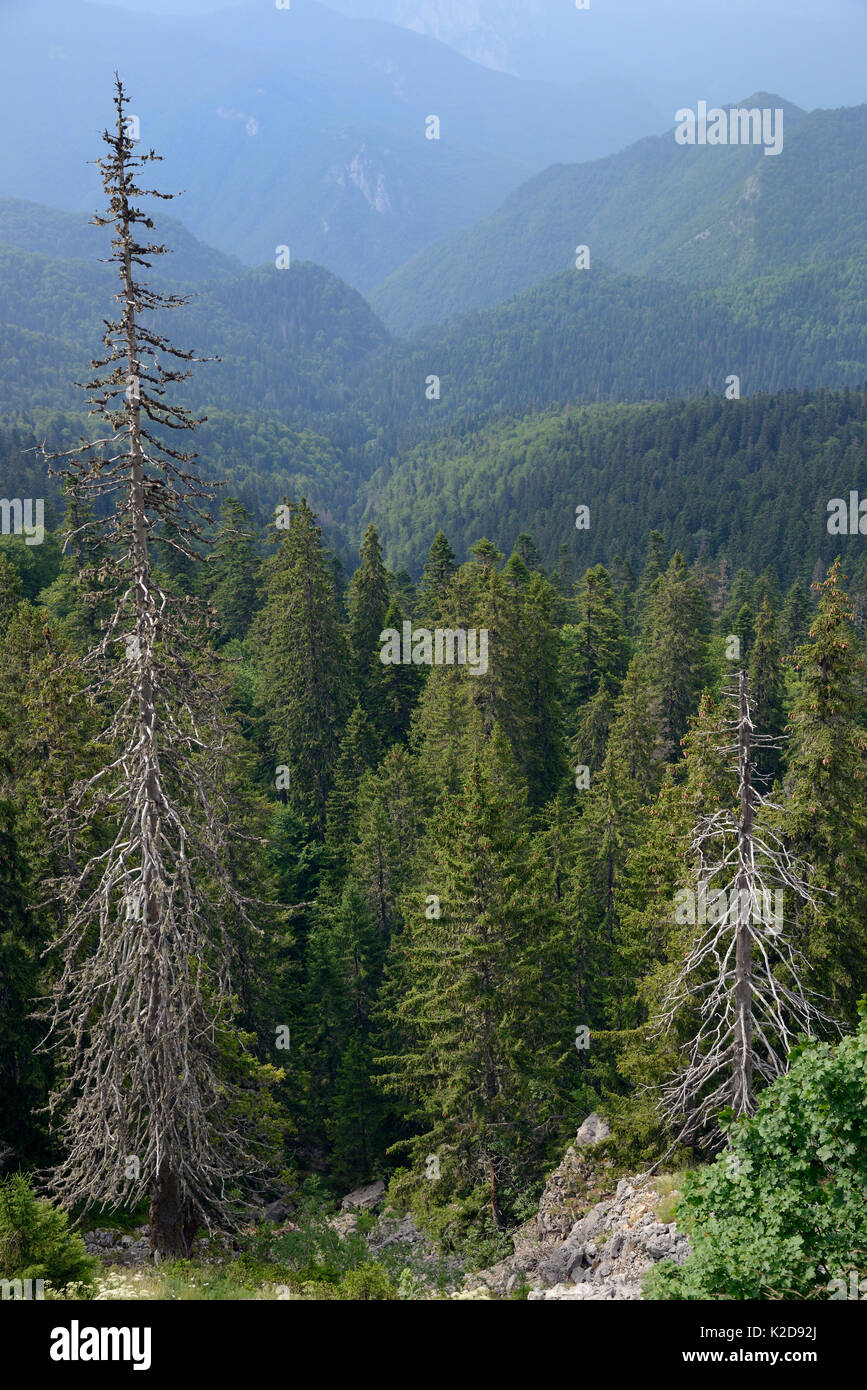 Landschaft von perucica Urwald, in Europa einer der wenigen erhaltenen Regenwälder, Nationalpark Sutjeska, Bosnien und Herzegowina, Juli 2014. Stockfoto