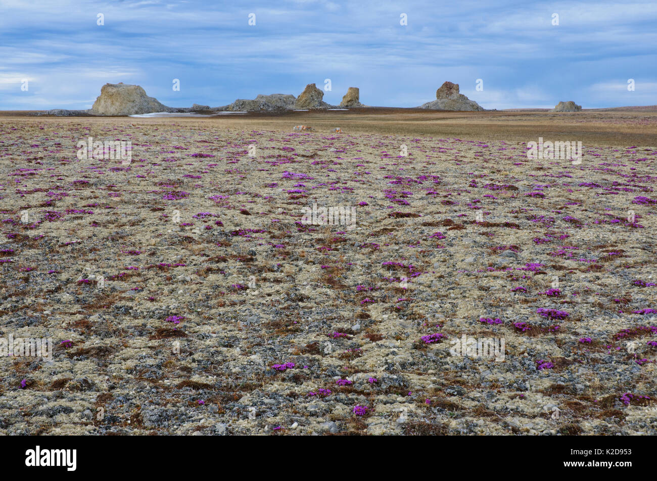 Polar Bear Pass und Tundra Landschaft, Bathurst Island, Nunavut, kanadische Arktis, Juni Stockfoto