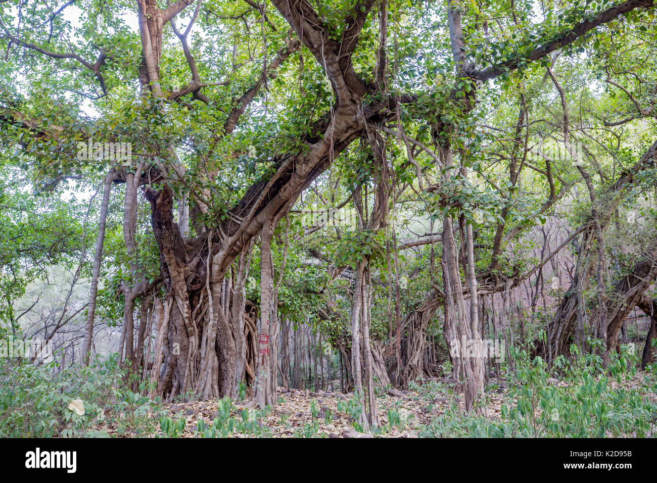 Indische Banyan Tree (Ficus benghalensis) im Dschungel Lebensraum, Ranthambhore Nationalpark, Rajasthan, Indien, Mai Stockfoto