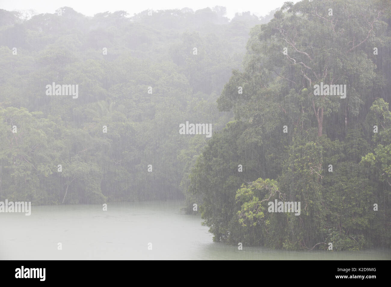 Tropischer Regenwald Szene mit Regen, Gatun See, Barro Colorado Island, Gatun See, Panama Canal, Panama, Stockfoto