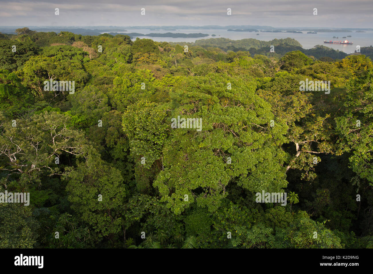 Blick über tropischen Regenwaldes mit dem Panama Canal. Barro Colorado Island, Gatun See, Panama Canal, Panama. Stockfoto