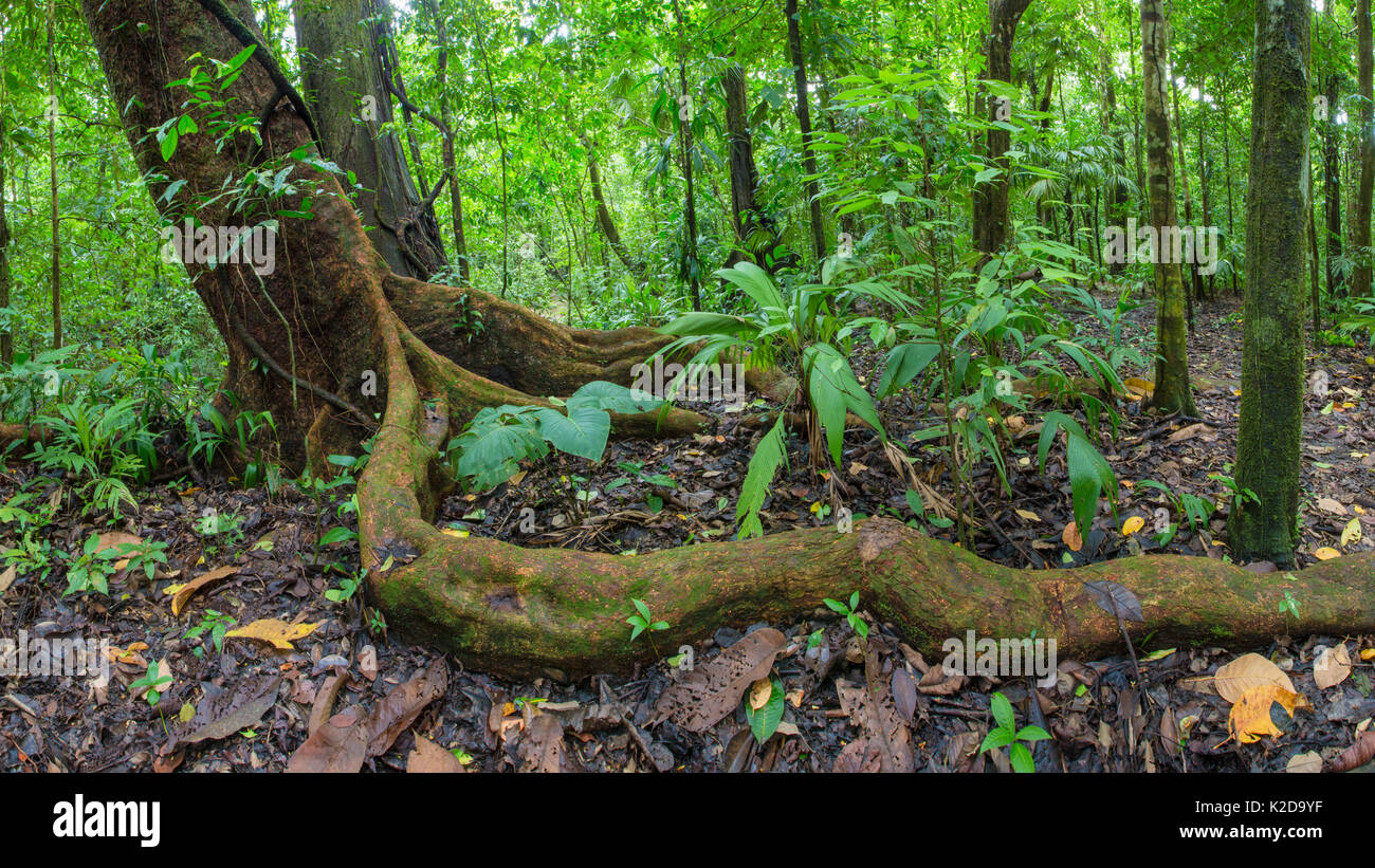 Wild cashew Baum (anacardium Excelsum) mit großen root snaking über dem Boden, Corcovado Nationalpark, Halbinsel Osa, Costa Rica Stockfoto