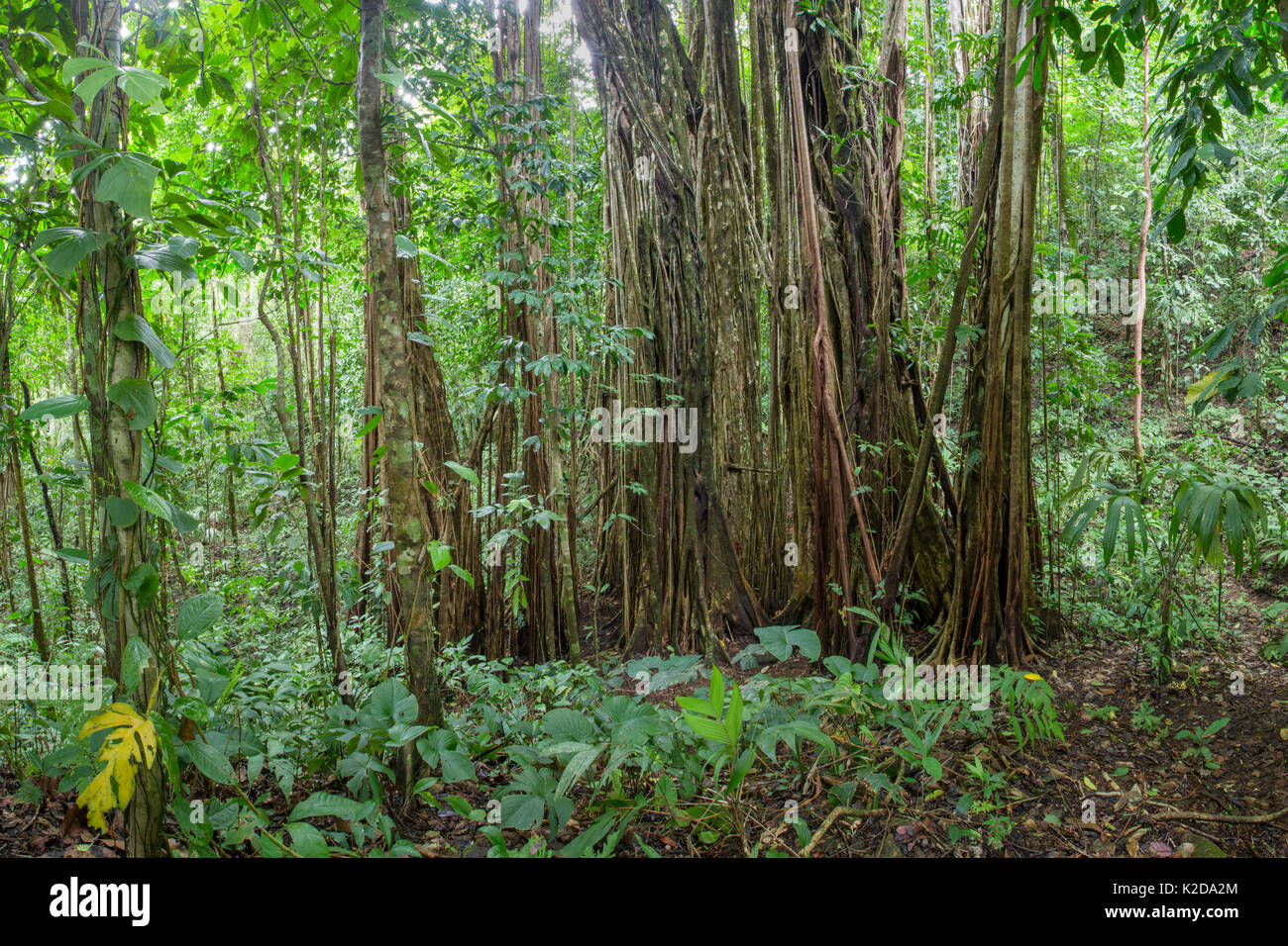 Würgefeige (Ficus zarazalensis) Luftwurzeln. In diesem Fall ist der ursprüngliche Host Baum, der die Würgefeige klettern wurde getötet und verrottete wurde entfernt, so dass ein Hohlraum in der Mitte. Diese Spezies ist endemisch auf der Halbinsel Osa, Costa Rica. Stockfoto