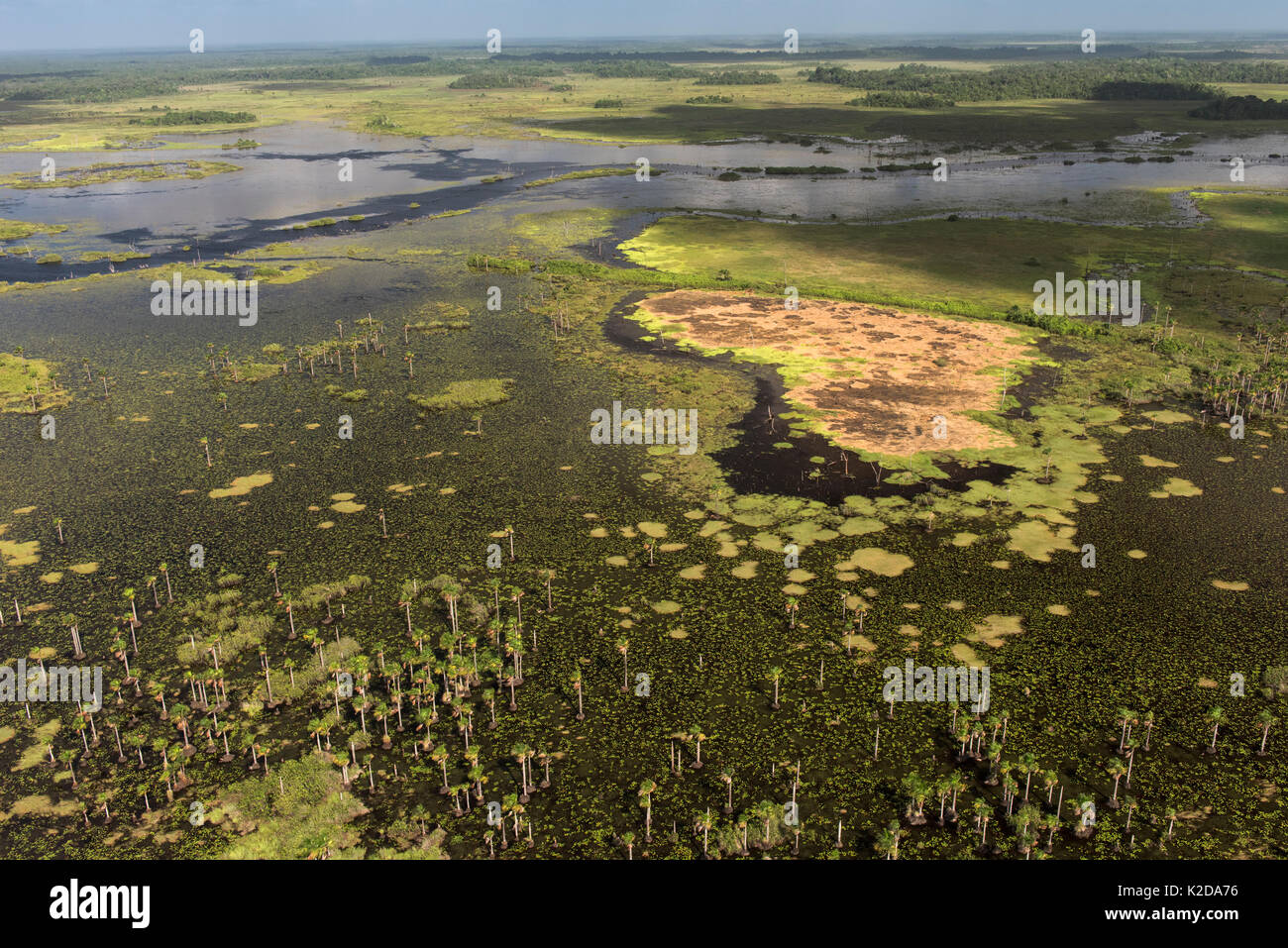 Feuchtgebiete von abari Sümpfe, Mahaica Miconi Abari, Guyana Südamerika Stockfoto