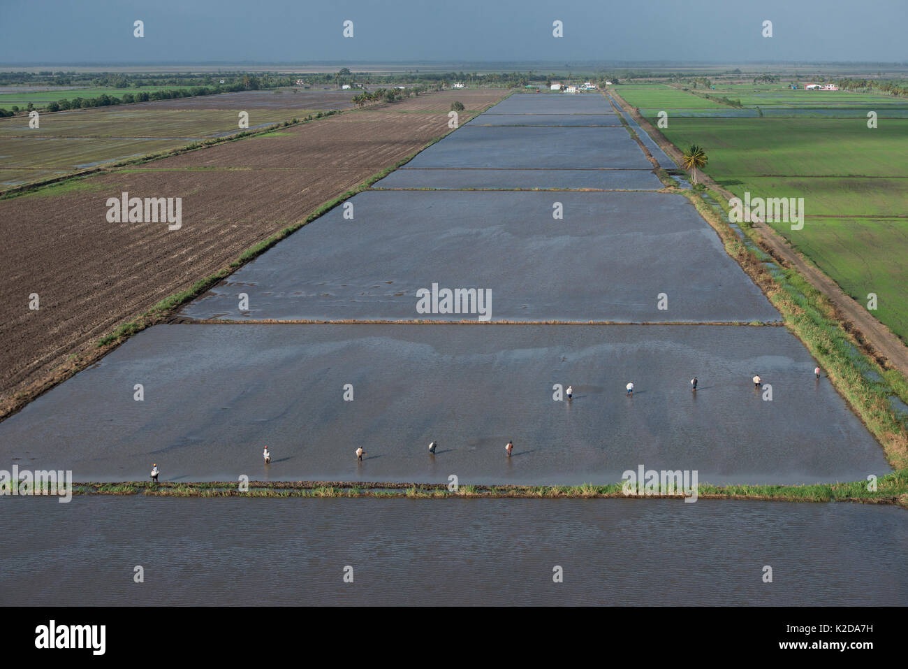 Die reiserzeugung Küstenregion Mahaica Miconi Guyana Südamerika Stockfoto