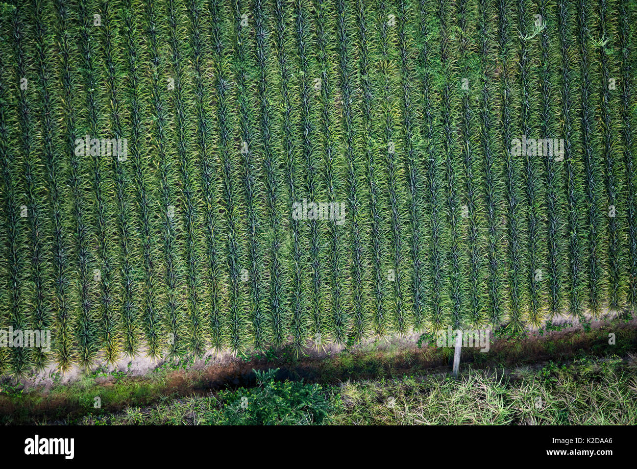 Ananas Plantage, in der Nähe von Georgetown, Guyana, Südamerika Stockfoto Ananas Plantage, in der Nähe von Georgetown, Guyana, Südamerika Stockfoto