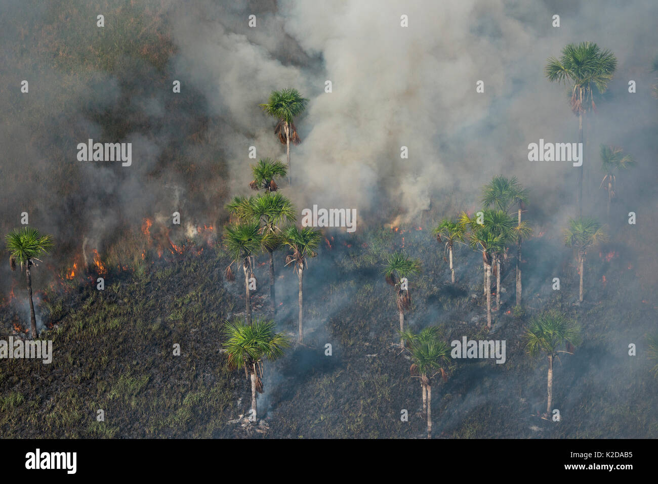 Feuer in Feuchtgebieten, West Demerara Conservancy, in der Nähe von Georgetown, Guyana, Südamerika Stockfoto Feuer in Feuchtgebieten, West Demerara Conservancy, in der Nähe von Georgetown, Guyana, Südamerika Stockfoto