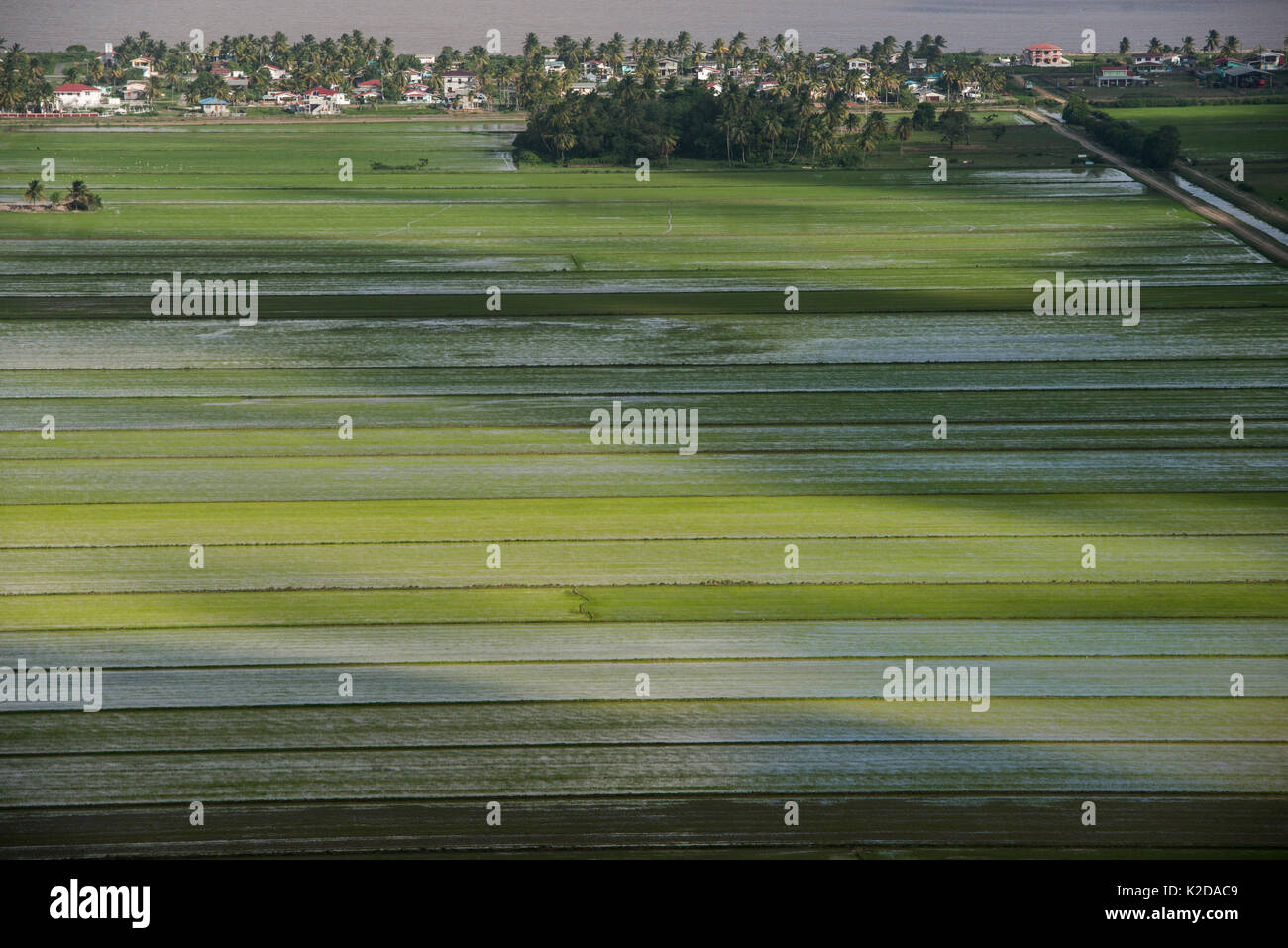 Luftaufnahme von Reis der pflanzlichen Erzeugung im Küstenbereich von Guyana, Südamerika Stockfoto Luftaufnahme von Reis der pflanzlichen Erzeugung im Küstenbereich von Guyana, Südamerika Stockfoto
