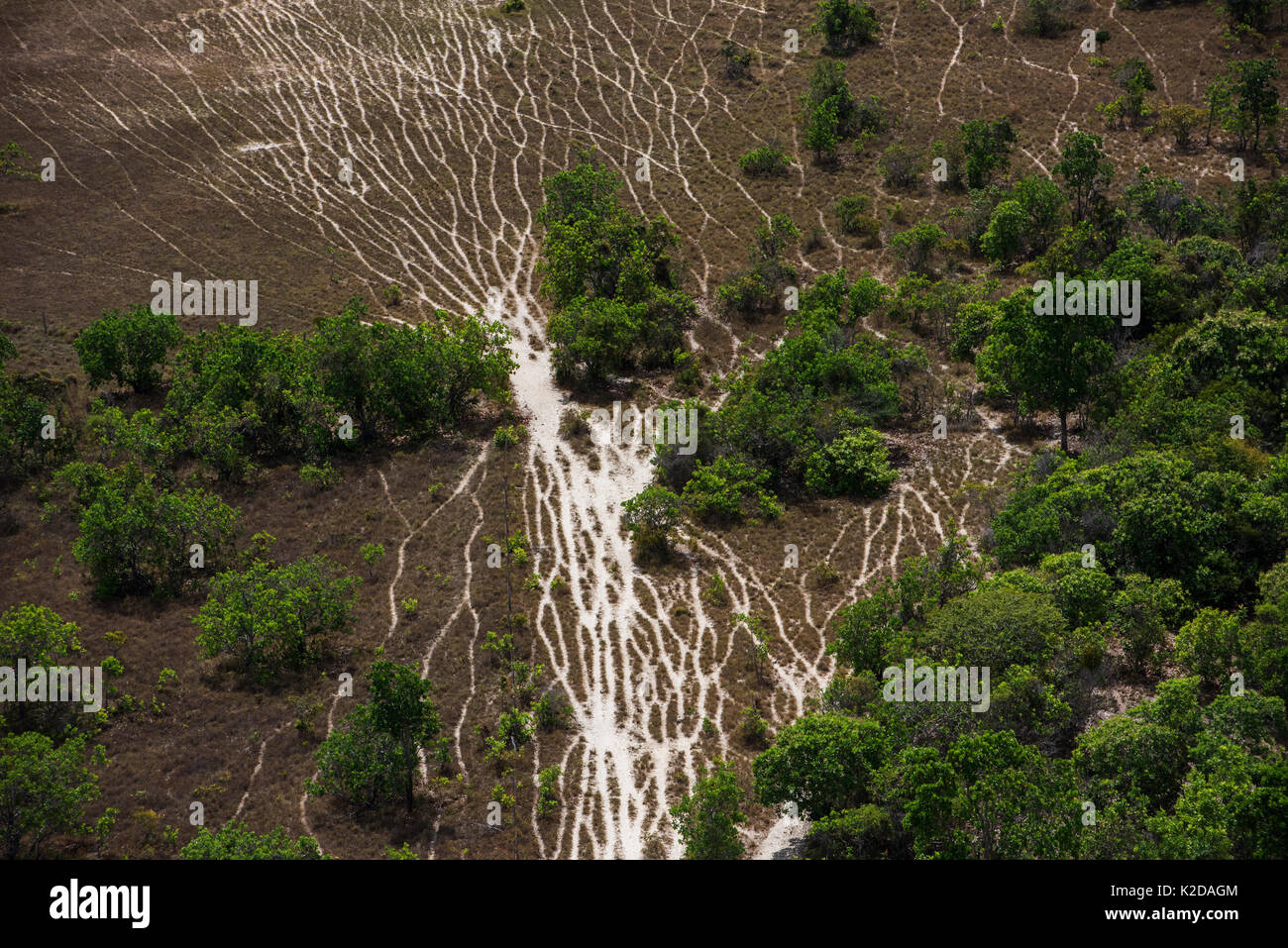 Luftaufnahme von Vieh Wanderwege auf Rupununi Savanne, Guyana, Südamerika Stockfoto Luftaufnahme von Vieh Wanderwege auf Rupununi Savanne, Guyana, Südamerika Stockfoto