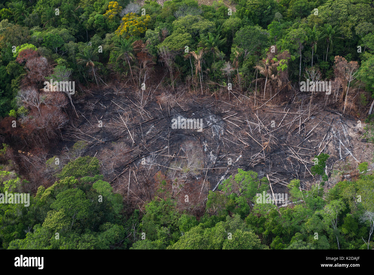 Brandrodung tropischer Regenwald weg für indianische Landwirtschaft, Rurununi Savanne, Guyana, Südamerika zu machen Stockfoto