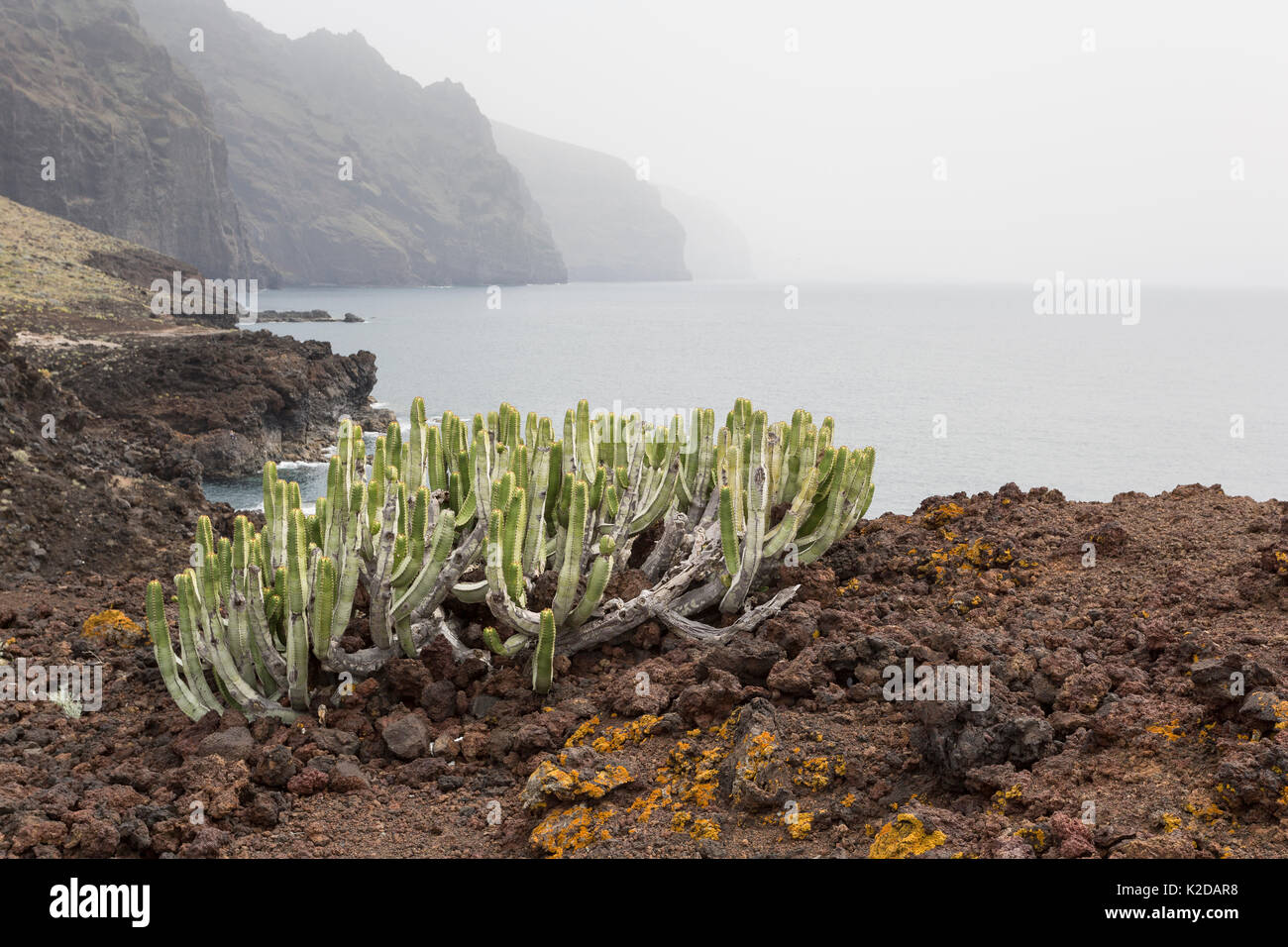 Cardon (Euphorbia canariensis) Punta de Teno, Teneriffa, Kanarische Inseln, Spanien Stockfoto