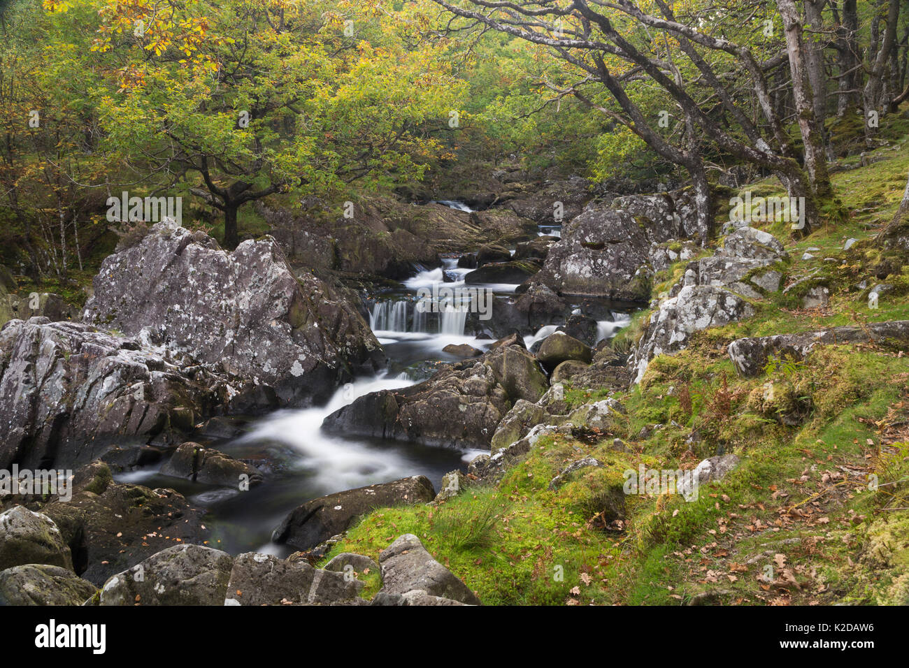 Eiche Wald mit Moosen und fließendes Wasser, in der Nähe von Dolgellau, Snowdonia, North Wales, UK Oktober Stockfoto