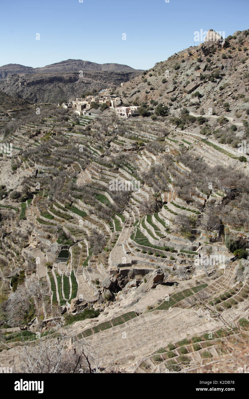 Terrassierten Feldern mit Rosengärten, einem beliebten touristischen Ort in der mourntains, Oman, Februar Stockfoto