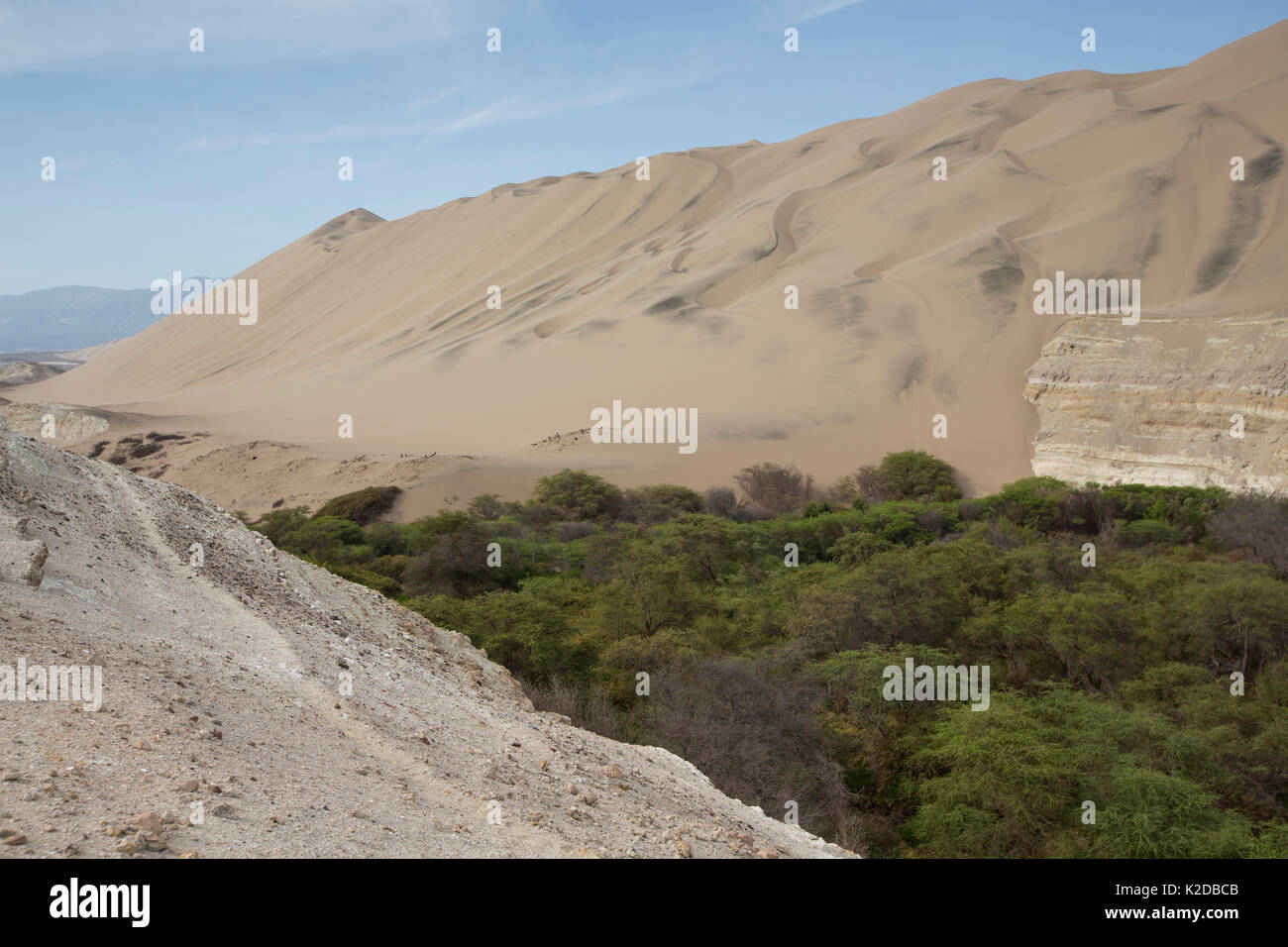 Huarango (Prosopis limensis) wachsende in temporären Fluss, die für Kohle, Schneiden, diese lange lebenden Arten bedroht ist, und das ist einer der letzten Wälder links. San Fernando finden in Nazca Wüste, Peru 2013 Stockfoto