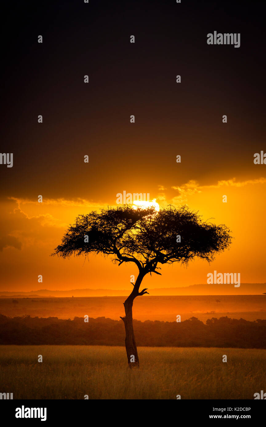 Sonnenuntergang über der Savanne Landschaft Bild mit einem einsamen (Acacia) Baum, Masai Mara NR, Kenia Stockfoto