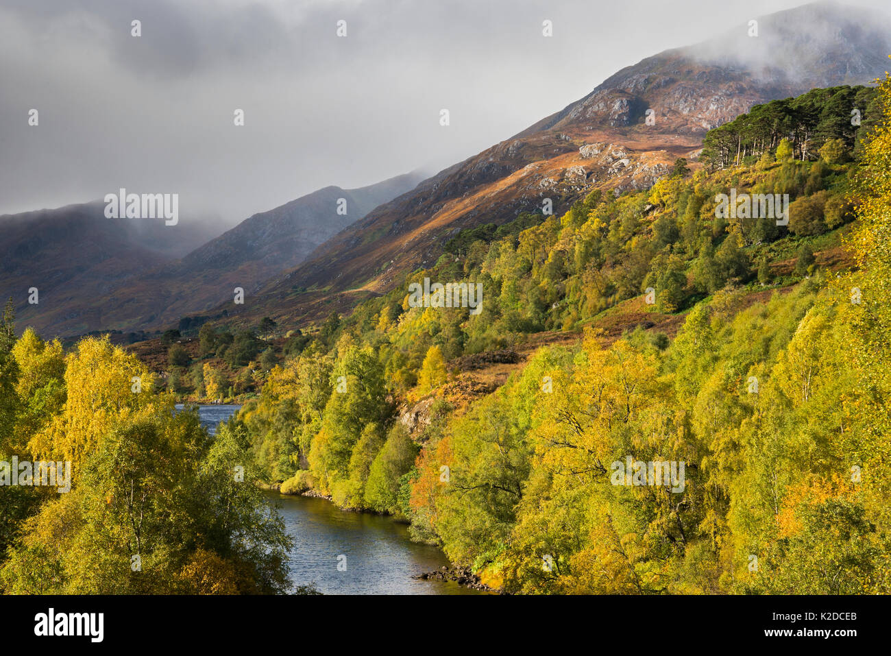 Birke (Betula pendula) und Gemeine Kiefer (Pinus sylvestris) Wald am Fluss Affric, Glen Affric, Highlands, Schottland, UK Oktober Stockfoto