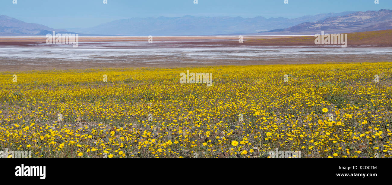 Death Valley in der Masse der Blumen der Wüste Gold (Geraea canescens) nach El Nino Regen, Death Valley, Kalifornien, USA, Februar 2016 abgedeckt Stockfoto