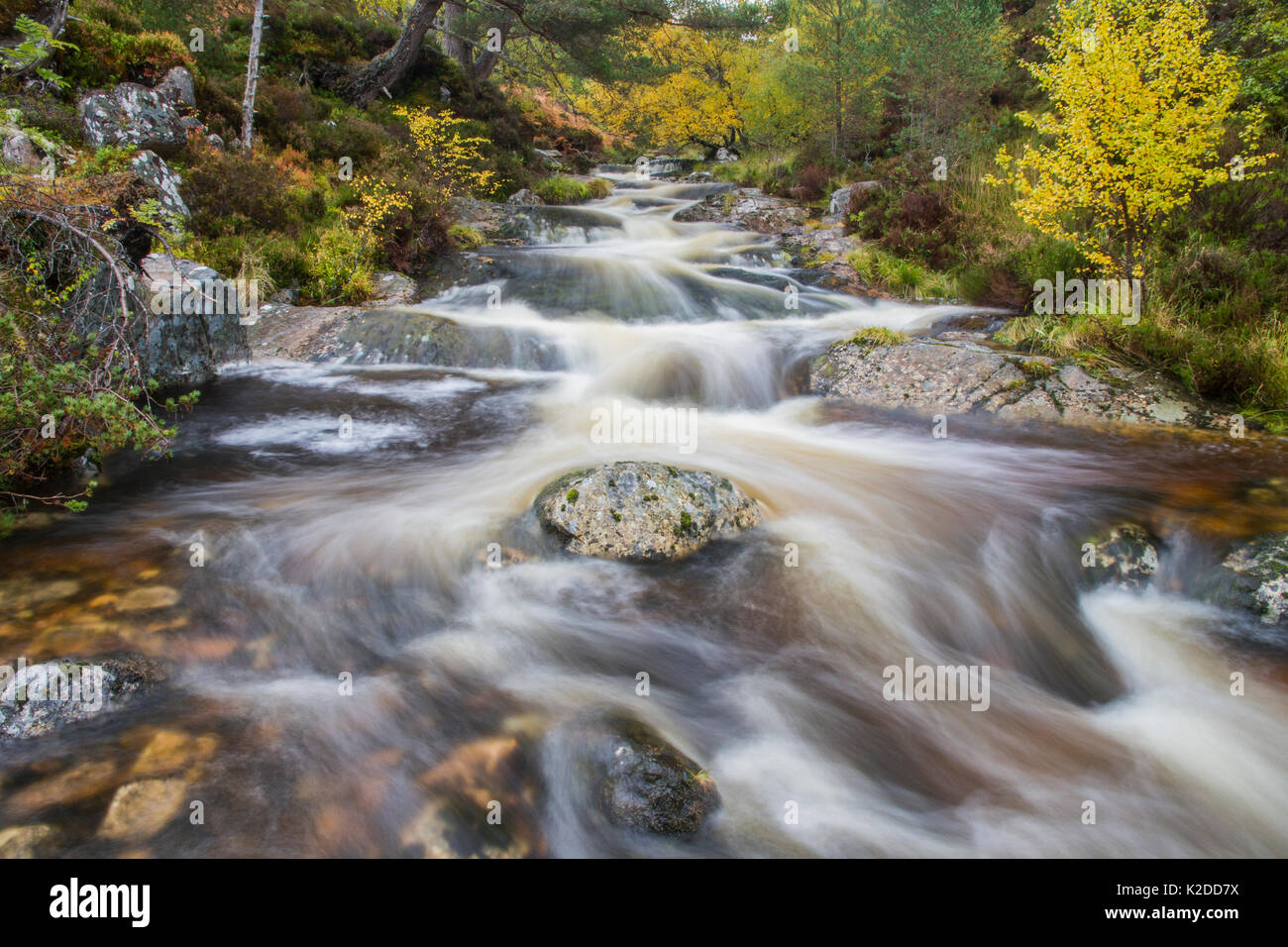 Alt Ruadh Fluss fließt durch die Wälder, Glenfeshie, Cairngorms National Park, Schottland, Großbritannien, Oktober 2013. Stockfoto