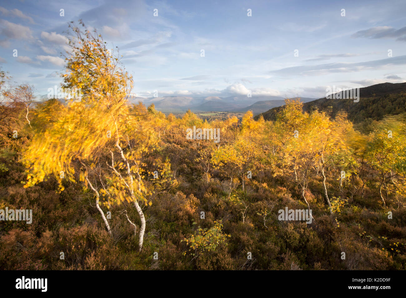 Silver Birch (Betula pendula) Bäume im Herbst, Cairngorms National Park, Schottland, Großbritannien, Oktober 2014. Stockfoto