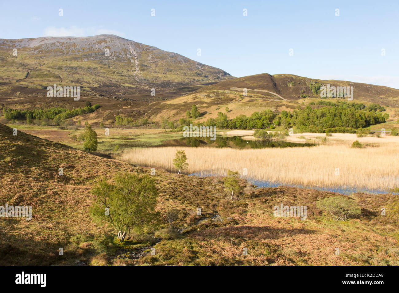 Gemischte Lebensraum des Loch, Schilfrohr, Wälder, Heideland und Berg (Schiehallion) in Perthsire, Schottland, UK, Mai. Stockfoto